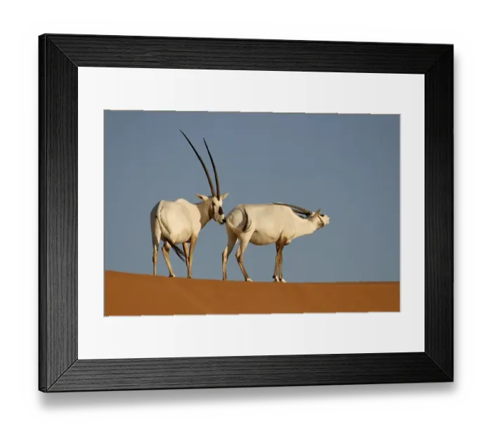 Framed Print : Arabian Oryx (Oryx leucoryx), courting pair Framed Print : Arabian Oryx (Oryx leucoryx), courting pair