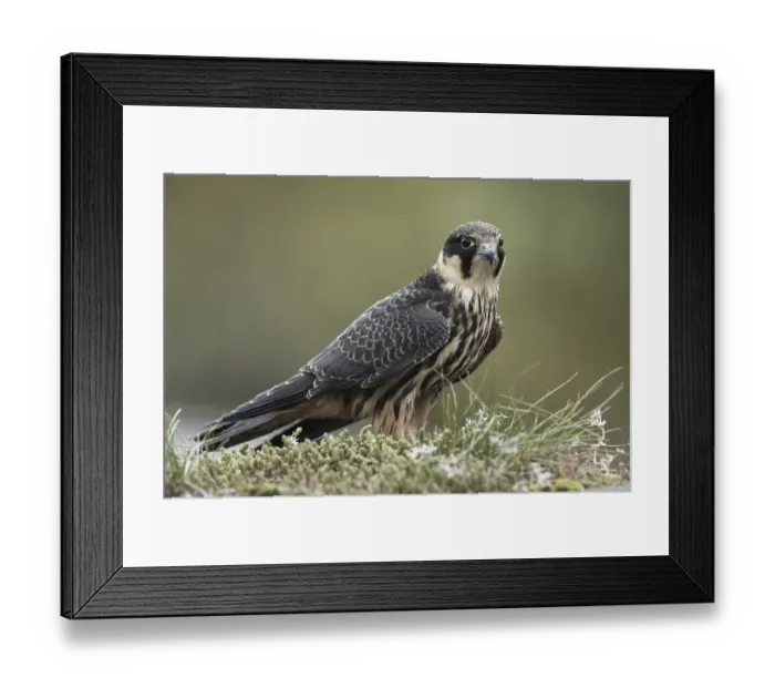 Framed Print : Hobby (Falco subbuteo), adult, perched on grass topped drystone wall