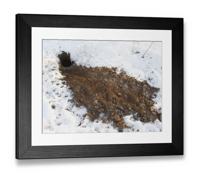 Framed Print : Eurasian Badger (Meles meles), soil from excavated sett on snow