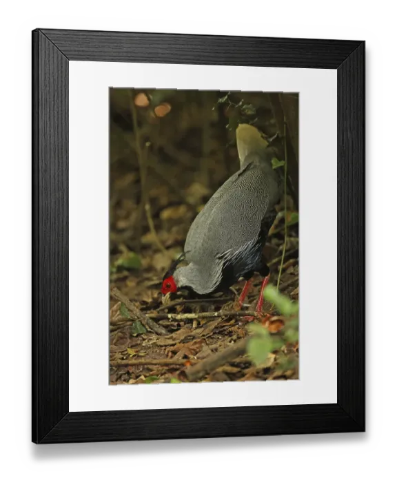 Framed Print : Kalij Pheasant (Lophura leucomelanos)