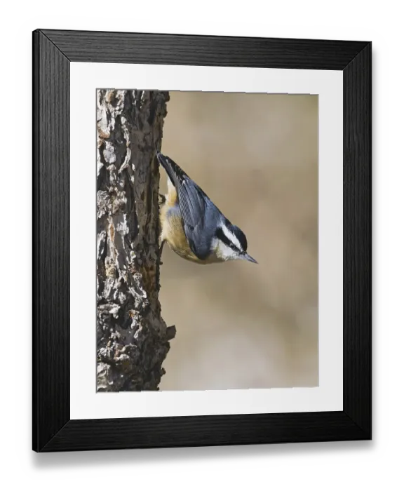 Framed Print : Red-breasted Nuthatch (Sitta canadensis)