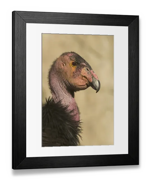 Framed Print : California Condor (Gymnogyps californianus) Framed Print : California Condor (Gymnogyps californianus)