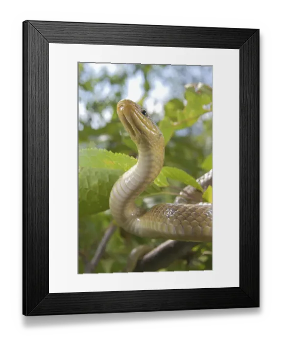 Framed Print : Aesculapian Snake (Zamenis longissimus)