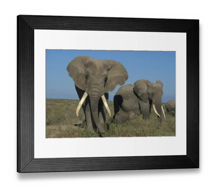 Framed Print : Elephant (Loxodonta africana), Amboseli NP
