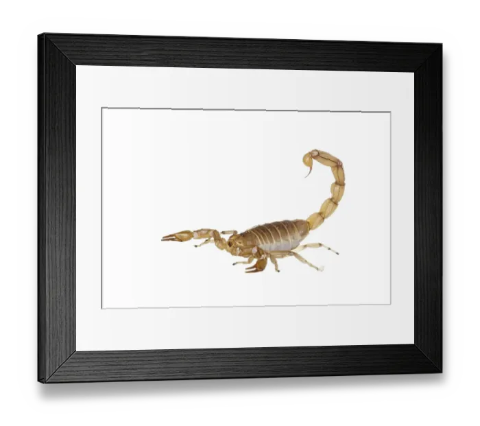 Framed Print : Common Yellow Scorpion (Buthus occitanus) Framed Print : Common Yellow Scorpion (Buthus occitanus)