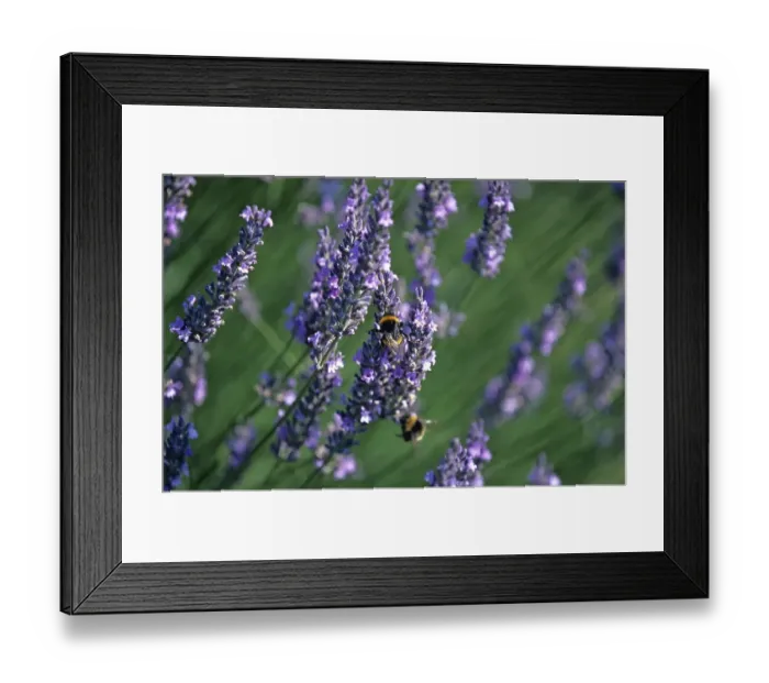 Framed Print : Lavender (Lavandula angustifolia)