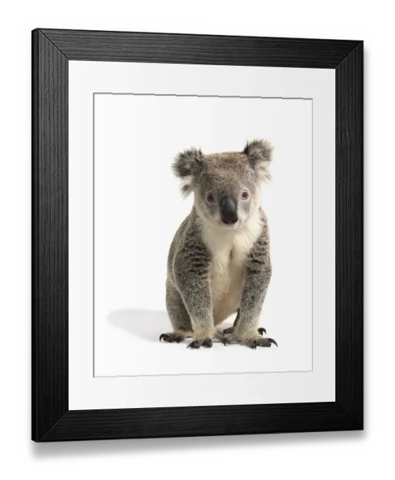 Framed Print : Koala (Phascolarctos cinereus)