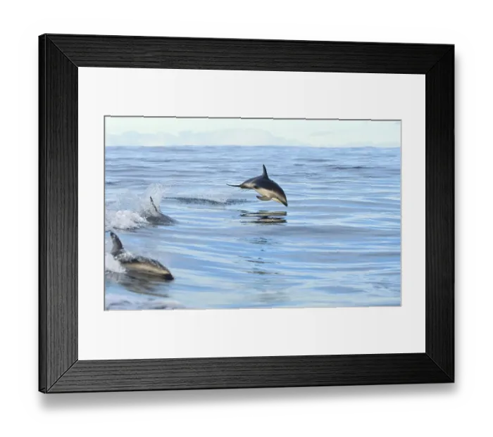Framed Print : Black dolphin, black dolphin, black dolphins