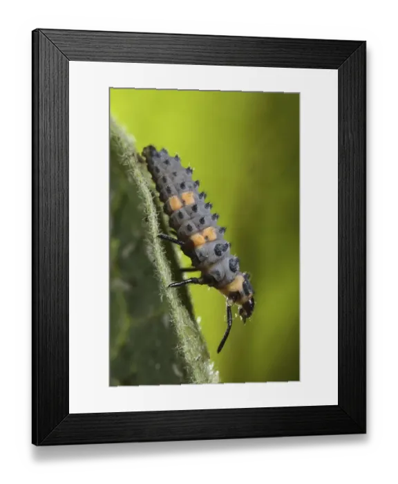 Framed Print : Coccinella 7-punctata, seven-spott ladybird (Coccinella septempunctata) Framed Print : Coccinella 7-punctata, seven-spott ladybird (Coccinella septempunctata)