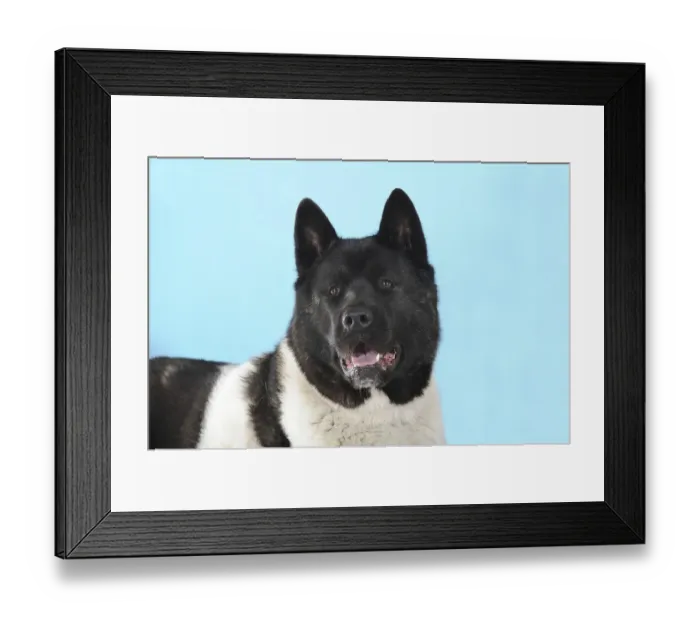 Framed Print : American Akita Framed Print : American Akita