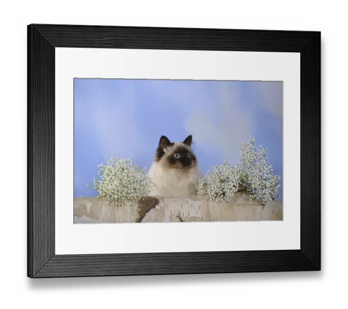 Framed Print : Birman cat sitting on a birch log next to baby's breathBirman cat sitting on a birch log next to baby's breath