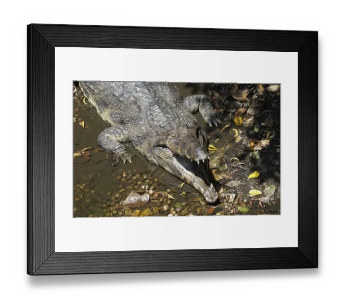 Framed Print : False or Malayan Gharial (Tomistoma schlegelii) sunbathing with open jaws