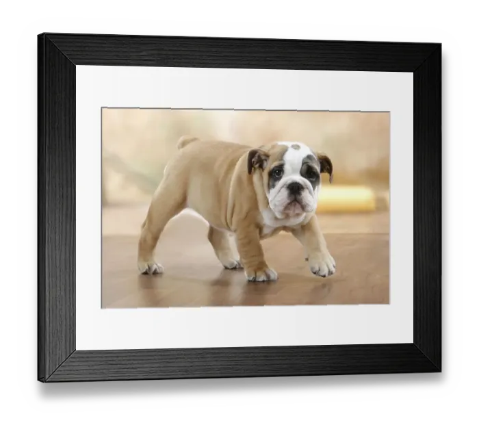 Framed Print : English Bulldog, puppy, 10 weeks, detachable Framed Print : English Bulldog, puppy, 10 weeks, detachable