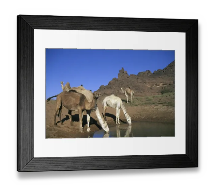 Framed Print : Camels drinking at an oasis, Tadrart Acacus Framed Print : Camels drinking at an oasis, Tadrart Acacus