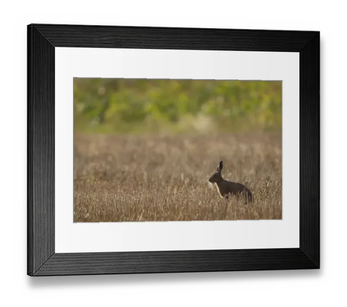 Framed Print : European or Brown Hare (Lepus europaeus) Framed Print : European or Brown Hare (Lepus europaeus)