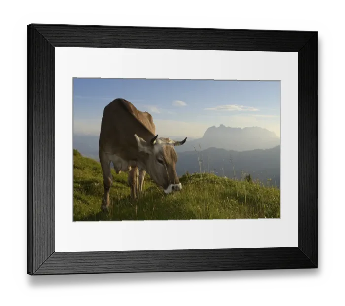 Framed Print : Cow grazing on Eggenalm alp, Wilder Kaiser mountains at the back