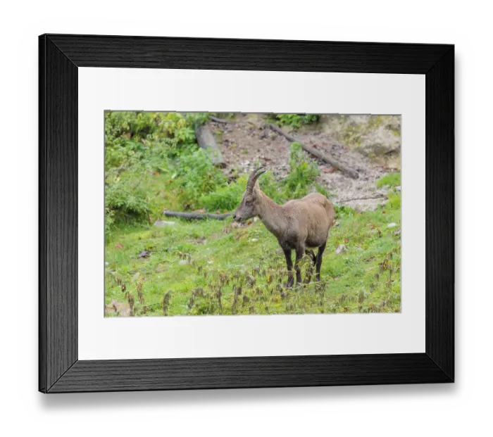 Framed Print : A female ibex (Capra ibex) walks across a green meadow on a cloudy day