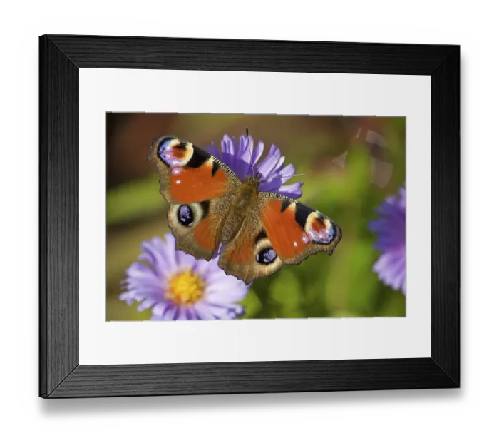 Framed Print : Peacock (Inachis io), Thuringia, Germany, Europe