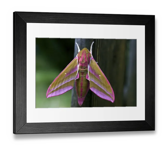 Framed Print : Elephant Hawk-moth (Deilephila elpenor) just after the hatch