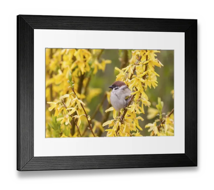 Framed Print : Eurasian Tree Sparrow (Passer montanus) on a forsythia bush