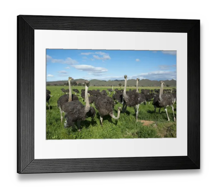 Framed Print : Common ostrich (Struthio camelus) Framed Print : Common ostrich (Struthio camelus)