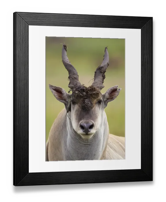 Framed Print : Eland (Taurotragus oryx), bull Framed Print : Eland (Taurotragus oryx), bull
