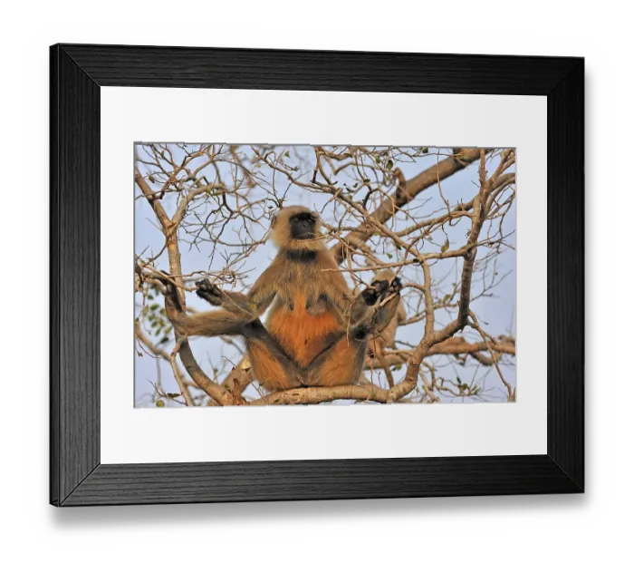 Framed Print : Tufted Gray Langur (Semnopithecus priam) Framed Print : Tufted Gray Langur (Semnopithecus priam)