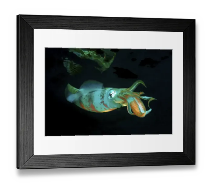Framed Print : Bigfin reef squid (Sepioteuthis lessoniana)