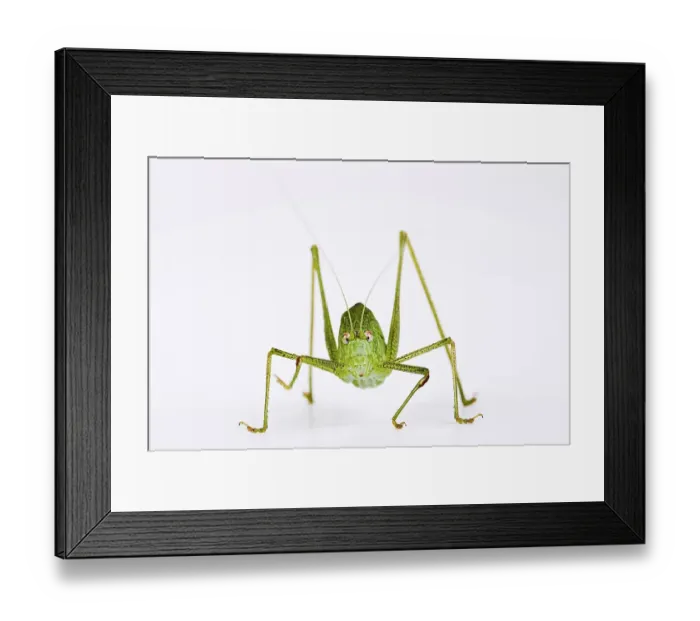 Framed Print : Sickle-Bearing Bush Cricket (Phaneroptera falcata) Framed Print : Sickle-Bearing Bush Cricket (Phaneroptera falcata)