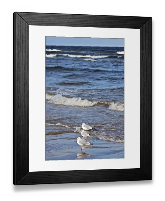Framed Print : Black-headed Gull (Chroicocephalus ridibundus) on the beach