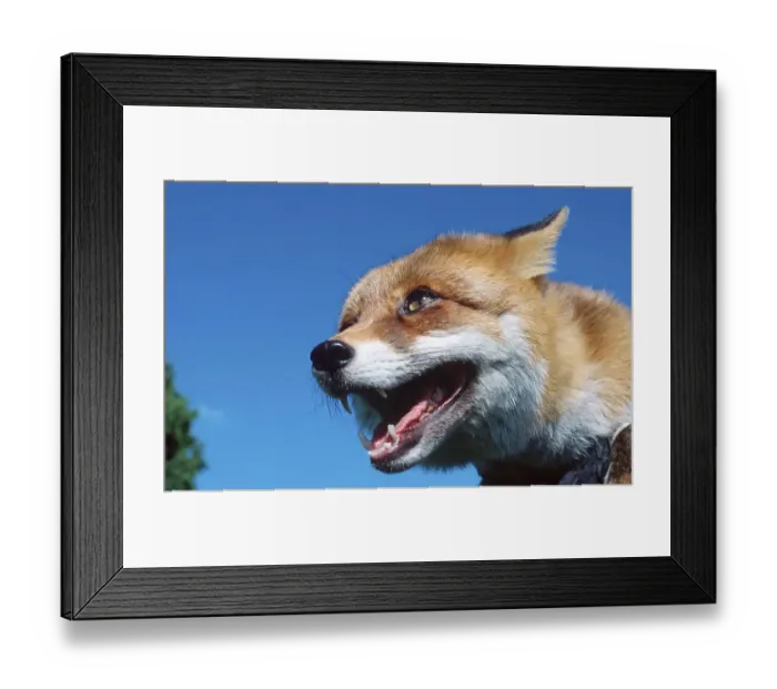 Framed Print : Red Fox (Vulpes vulpes)