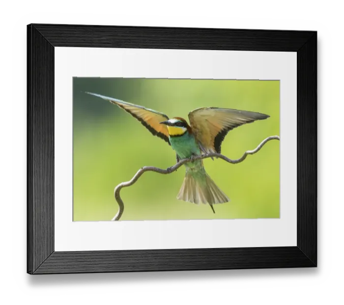 Framed Print : European bee-eater (Merops apiaster) approaching