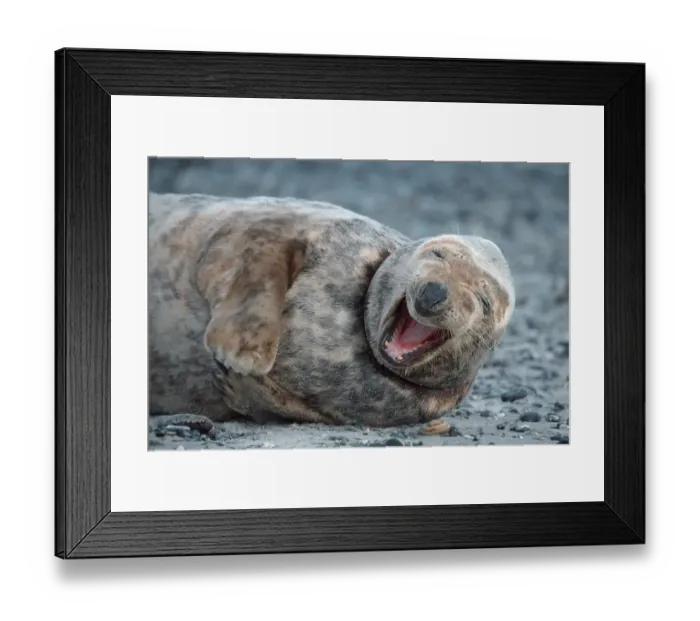 Framed Print : Grey Seal, female, Helgoland, Schleswig-Holstein Framed Print : Grey Seal, female, Helgoland, Schleswig-Holstein
