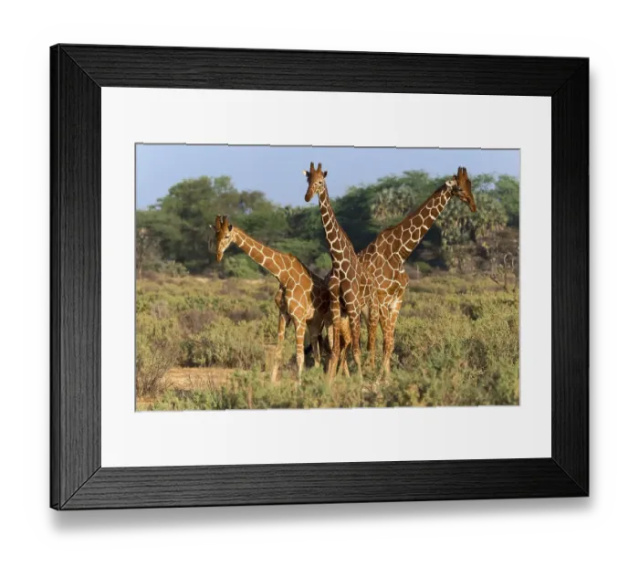 Framed Print : Three Somali or reticulated giraffes (Giraffa reticulata camelopardalis)