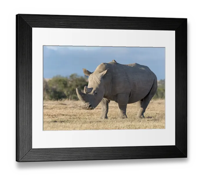 Framed Print : White Rhinoceros (Ceratotherium simum)