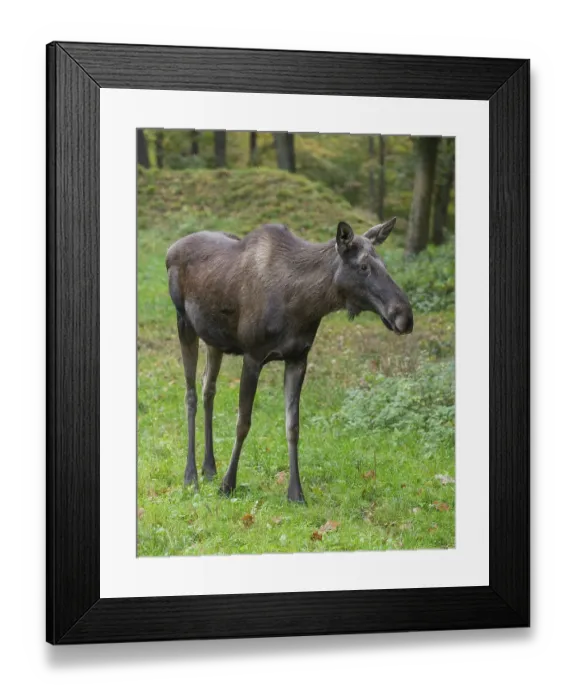 Framed Print : Elk (Alces alces), cow moose standing on a forest meadow