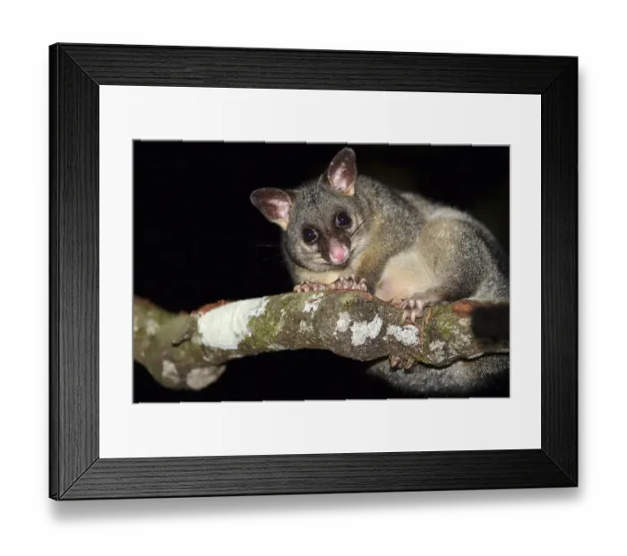 Framed Print : Common Brushtail Possum (Trichosurus vulpecula) sitting on a branch Framed Print : Common Brushtail Possum (Trichosurus vulpecula) sitting on a branch