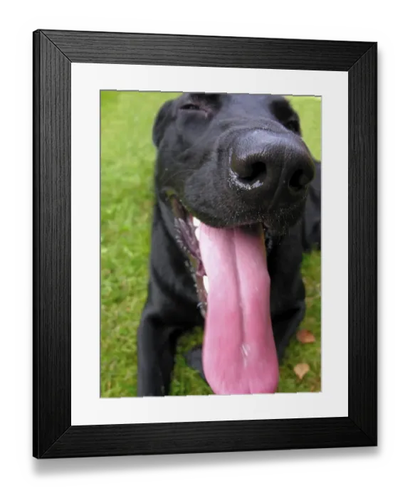 Framed Print : Black dog panting thrusting out the long tongue Framed Print : Black dog panting thrusting out the long tongue