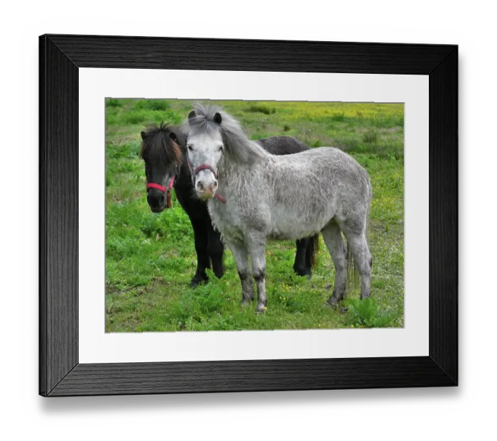 Framed Print : Ponies horses on a meadow
