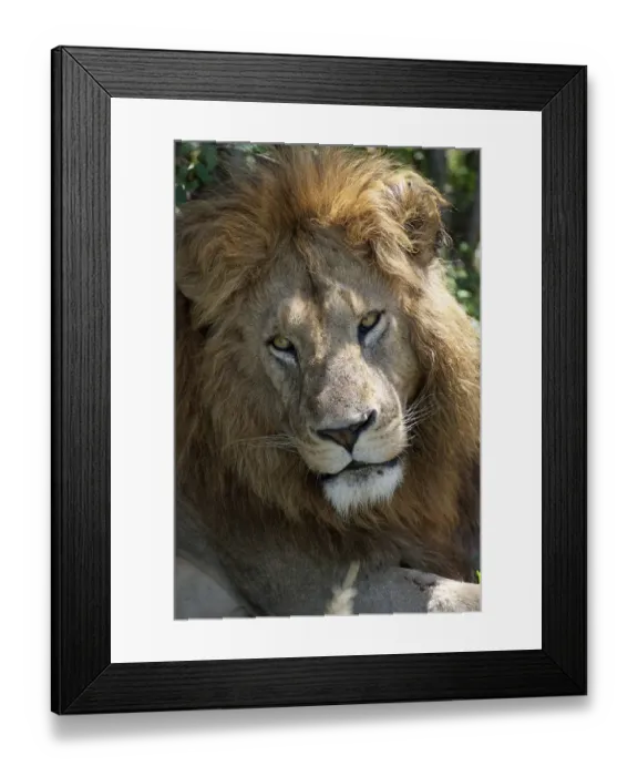 Framed Print : Male lion (Panthera leo), portrait