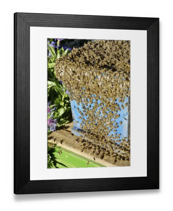 Framed Print : Swarming bees have found a new home Framed Print : Swarming bees have found a new home