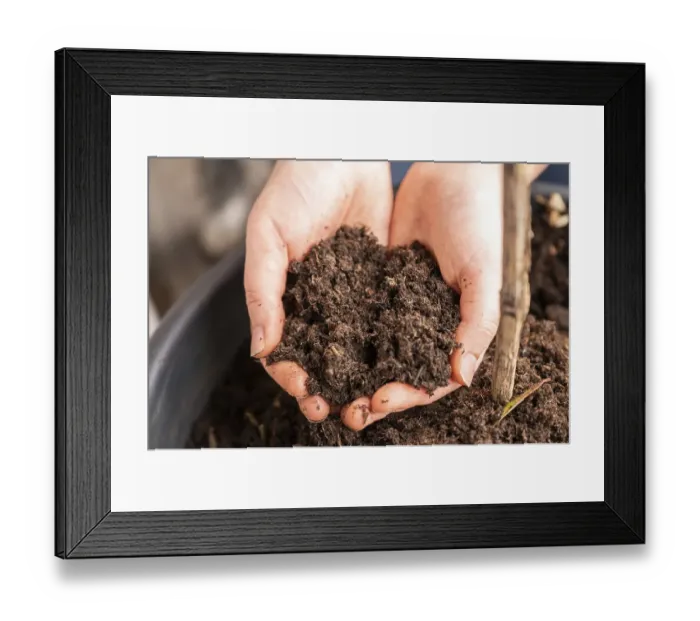 Framed Print : Close-up woman holding natural bio plant soil in her two hands