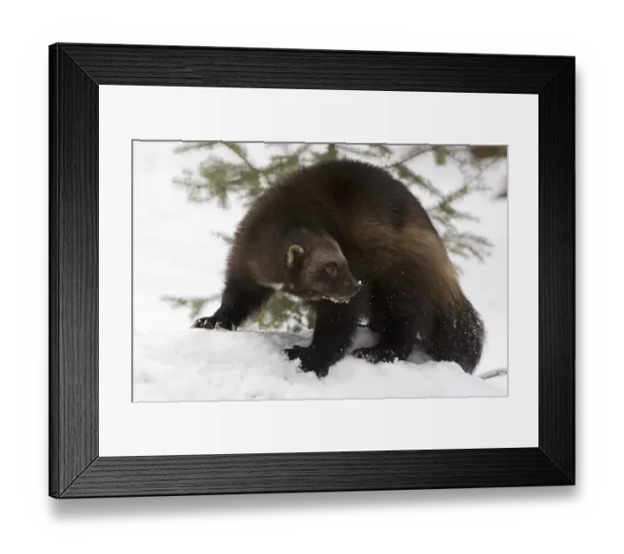 Framed Print : Wolverine in winter Framed Print : Wolverine in winter
