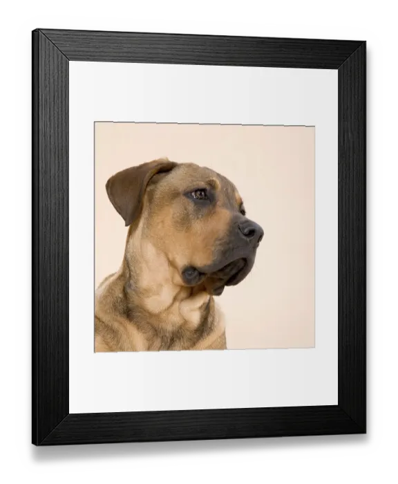 Framed Print : Buster-mastiff mix Framed Print : Buster-mastiff mix