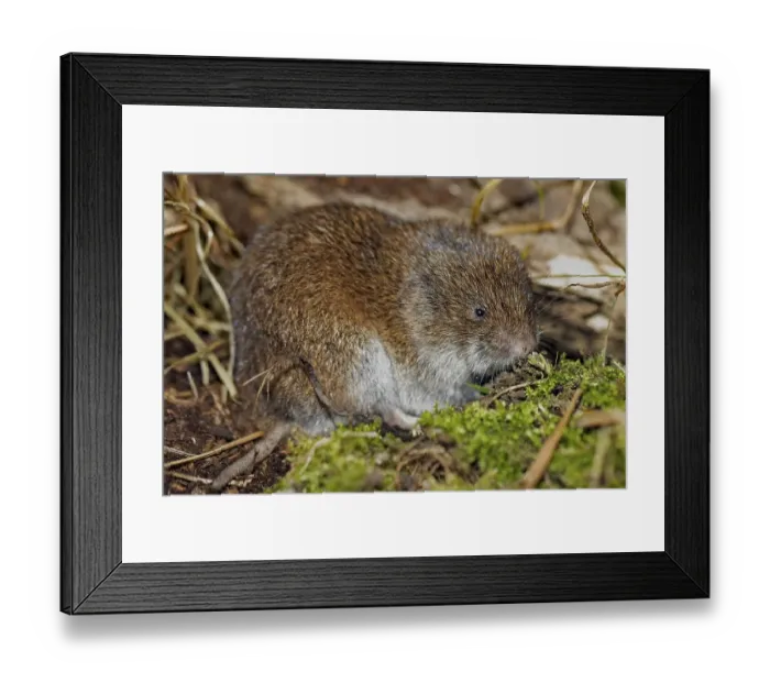 Framed Print : Bavarian pine vole sitting on floor with green moss looking right