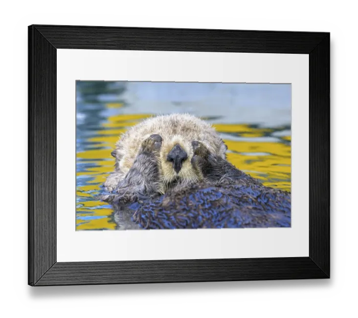 Framed Print : A sea otter (Enhydra lutris) holds its paws to its face in water with yellow reflections