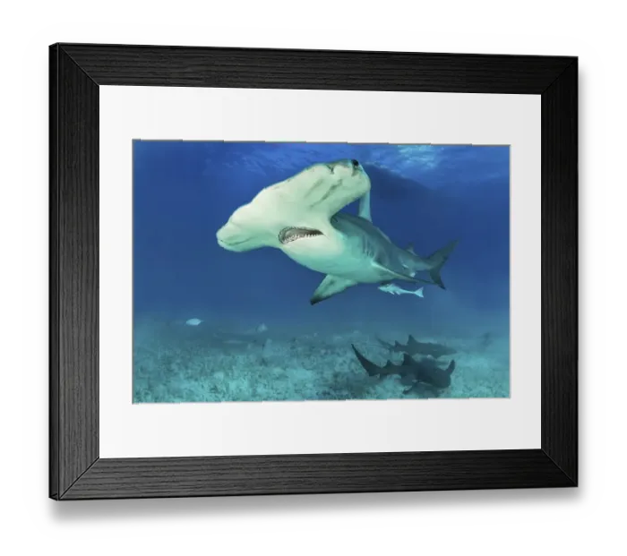 Framed Print : Great hammerhead shark (Sphyrna mokarran) with nurse sharks