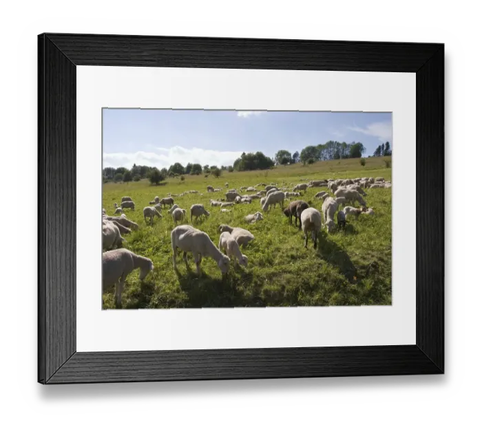 Framed Print : Flock of sheep - Rhoen Franconia - Germany