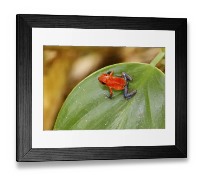 Framed Print : Red and Blue Blue Jeans poison dart frog Framed Print : Red and Blue Blue Jeans poison dart frog