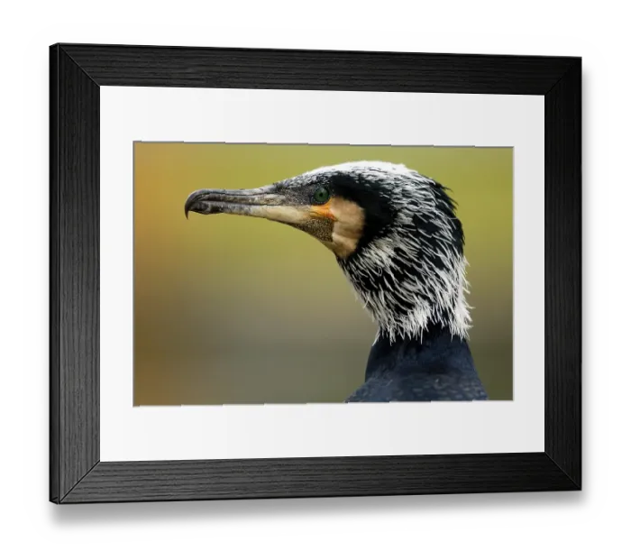 Framed Print : Cormorant (Phalacrocorax carbo) Framed Print : Cormorant (Phalacrocorax carbo)